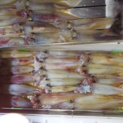 第二龍勢丸 釣果