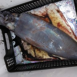 第二龍勢丸 釣果