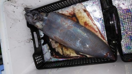 第二龍勢丸 釣果