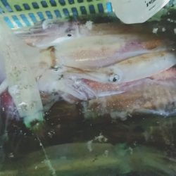 LUSTER『ラスター』 釣果