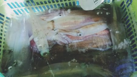 LUSTER『ラスター』 釣果