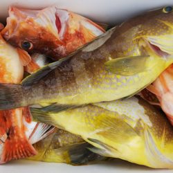 第二龍勢丸 釣果