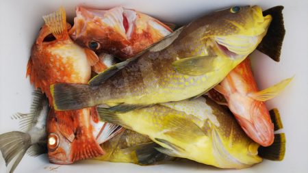 第二龍勢丸 釣果