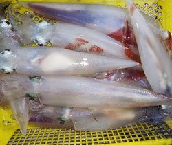 第二龍勢丸 釣果