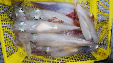 第二龍勢丸 釣果