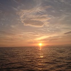 遊漁船 家入 釣果