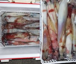 第二龍勢丸 釣果