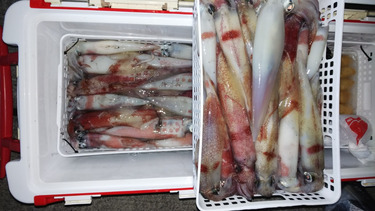 第二龍勢丸 釣果