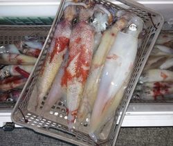 第二龍勢丸 釣果