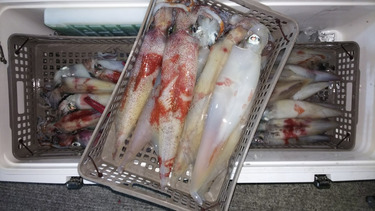 第二龍勢丸 釣果