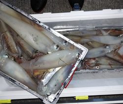 第二龍勢丸 釣果