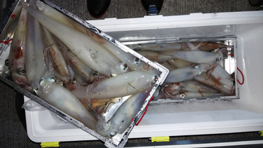 第二龍勢丸 釣果