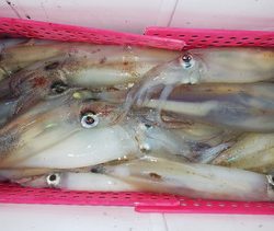 第二龍勢丸 釣果