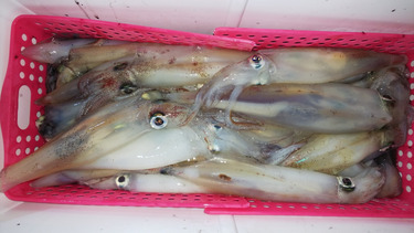 第二龍勢丸 釣果