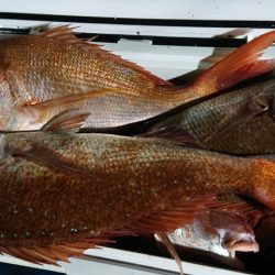 シースナイパー海龍 釣果