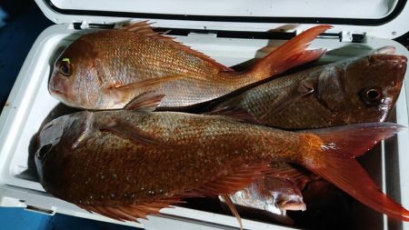 シースナイパー海龍 釣果