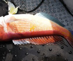 第二龍勢丸 釣果