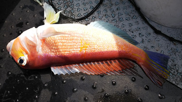 第二龍勢丸 釣果