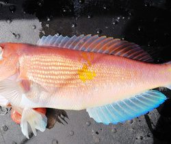 第二龍勢丸 釣果