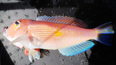 第二龍勢丸 釣果