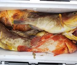 第二龍勢丸 釣果