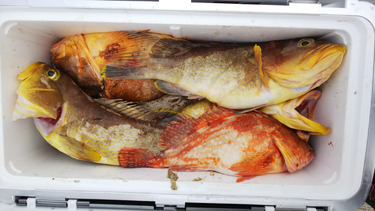 第二龍勢丸 釣果