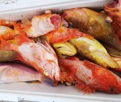 第二龍勢丸 釣果