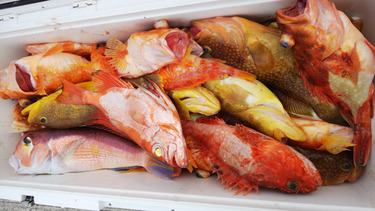 第二龍勢丸 釣果