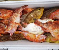 第二龍勢丸 釣果