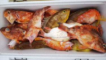 第二龍勢丸 釣果