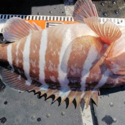 第二龍勢丸 釣果