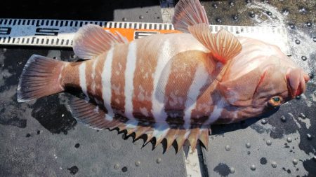 第二龍勢丸 釣果