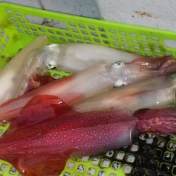 第二龍勢丸 釣果