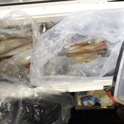 第二龍勢丸 釣果