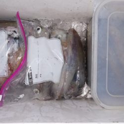 第二龍勢丸 釣果