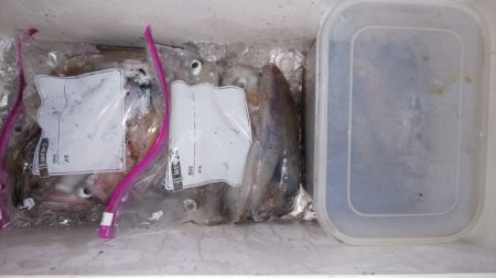 第二龍勢丸 釣果