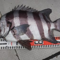 ブルースフィッシングサービス 釣果