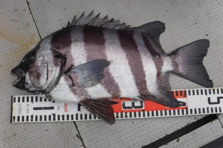 ブルースフィッシングサービス 釣果