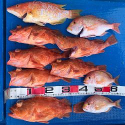 釣鯛洋 釣果
