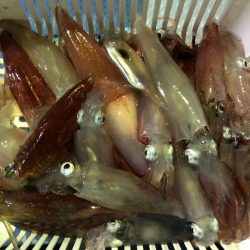 第二八坂丸 釣果