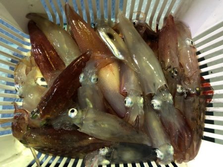 第二八坂丸 釣果