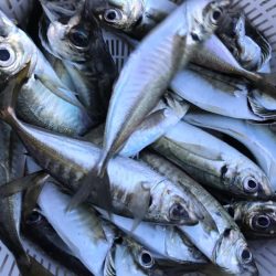 龍神丸（鹿児島） 釣果
