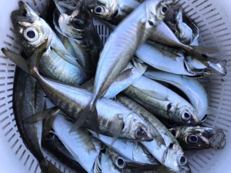 龍神丸（鹿児島） 釣果