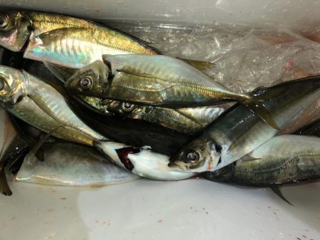 ヤザワ渡船 釣果