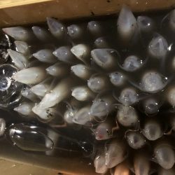 ＴＡＲＯＭＡＲＵ 釣果