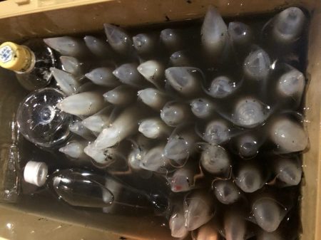 ＴＡＲＯＭＡＲＵ 釣果