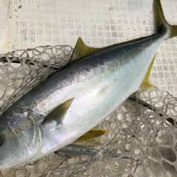 「LaGooN」蒼陽丸 日和号 釣果