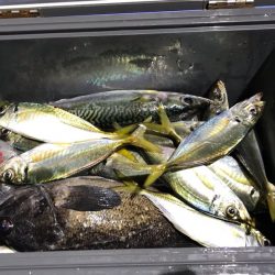 ヤザワ渡船 釣果