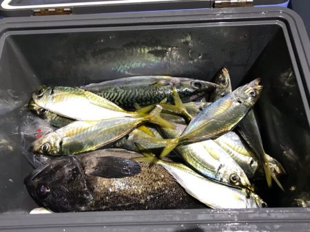 ヤザワ渡船 釣果