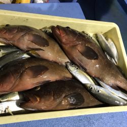 ヤザワ渡船 釣果